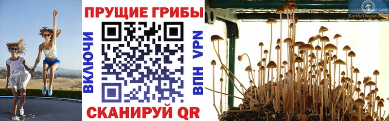 наркота  Дыгулыбгей  Псилоцибиновые грибы Cubensis 